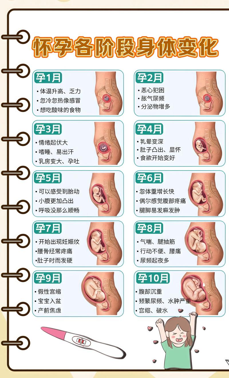 揭秘供卵代孕妈妈怀孕小腹分两节，孕期变化的奥秘吴忠代生机构: